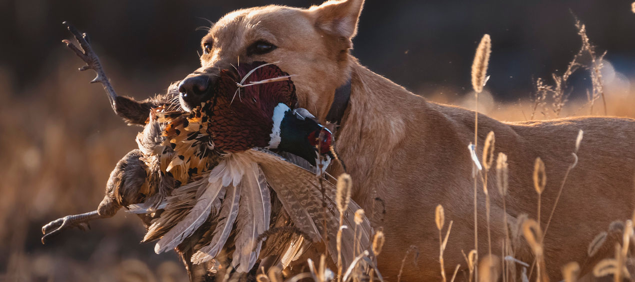 Pheasant Retriever