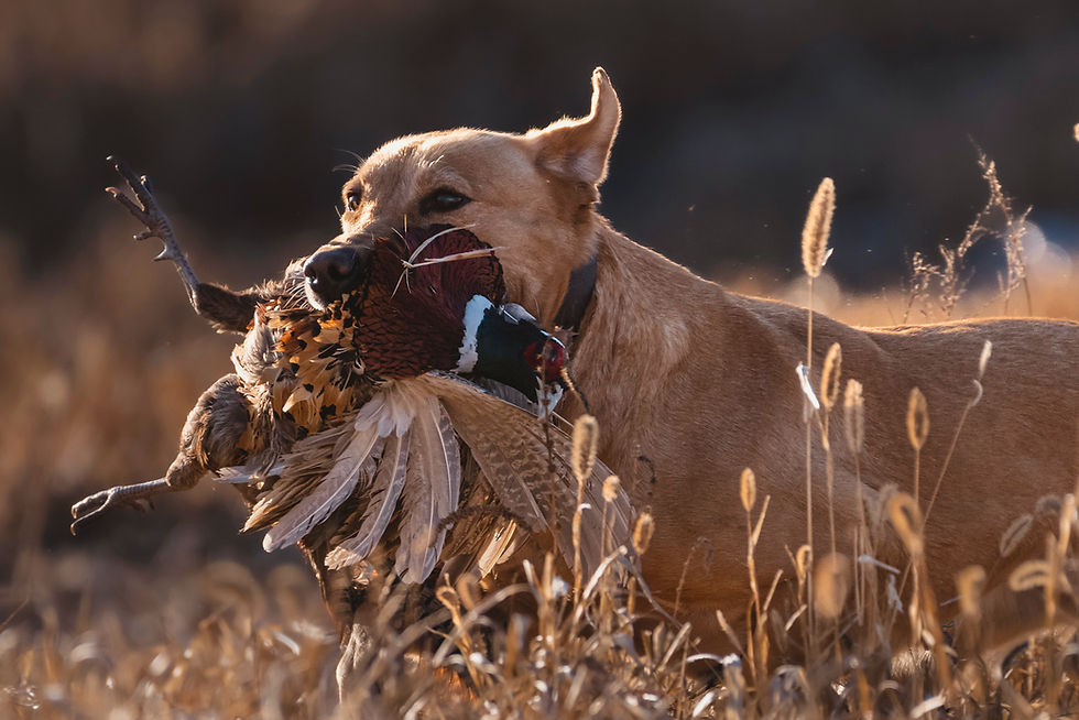 Pheasant Retriever_2.jpg