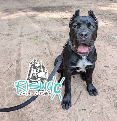 Cane Corso Puppies Breeder
