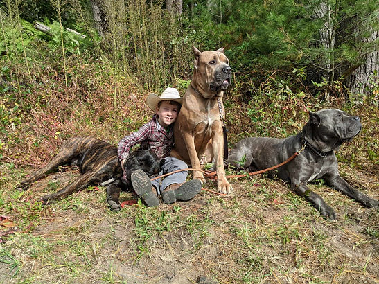 Cane Corso Breeder Puppies