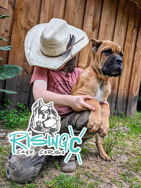 Cane Corso Puppies Breeder