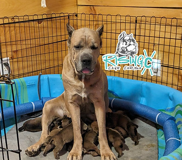 Cane Corso Breeder Puppies