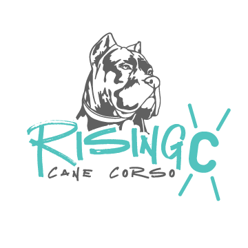 Puppy, Cane Corso, Rising C Cane Corso