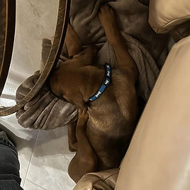 Cane Corso Breeder Puppies