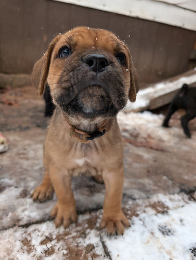 Cane Corso Breeder Puppies