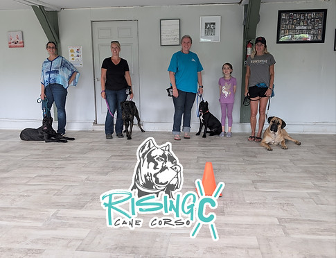 Cane Corso Breeder Puppies