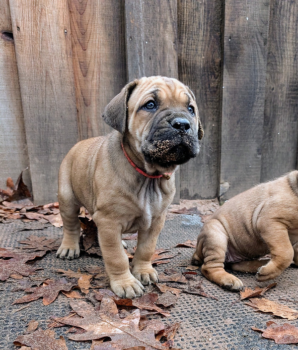 Cane Corso Breeder Puppies