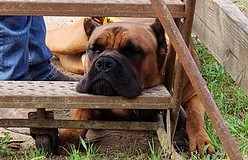 Cane Corso Puppies Breeder