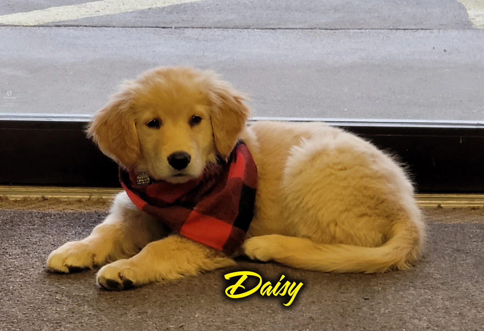 Daisy.webp