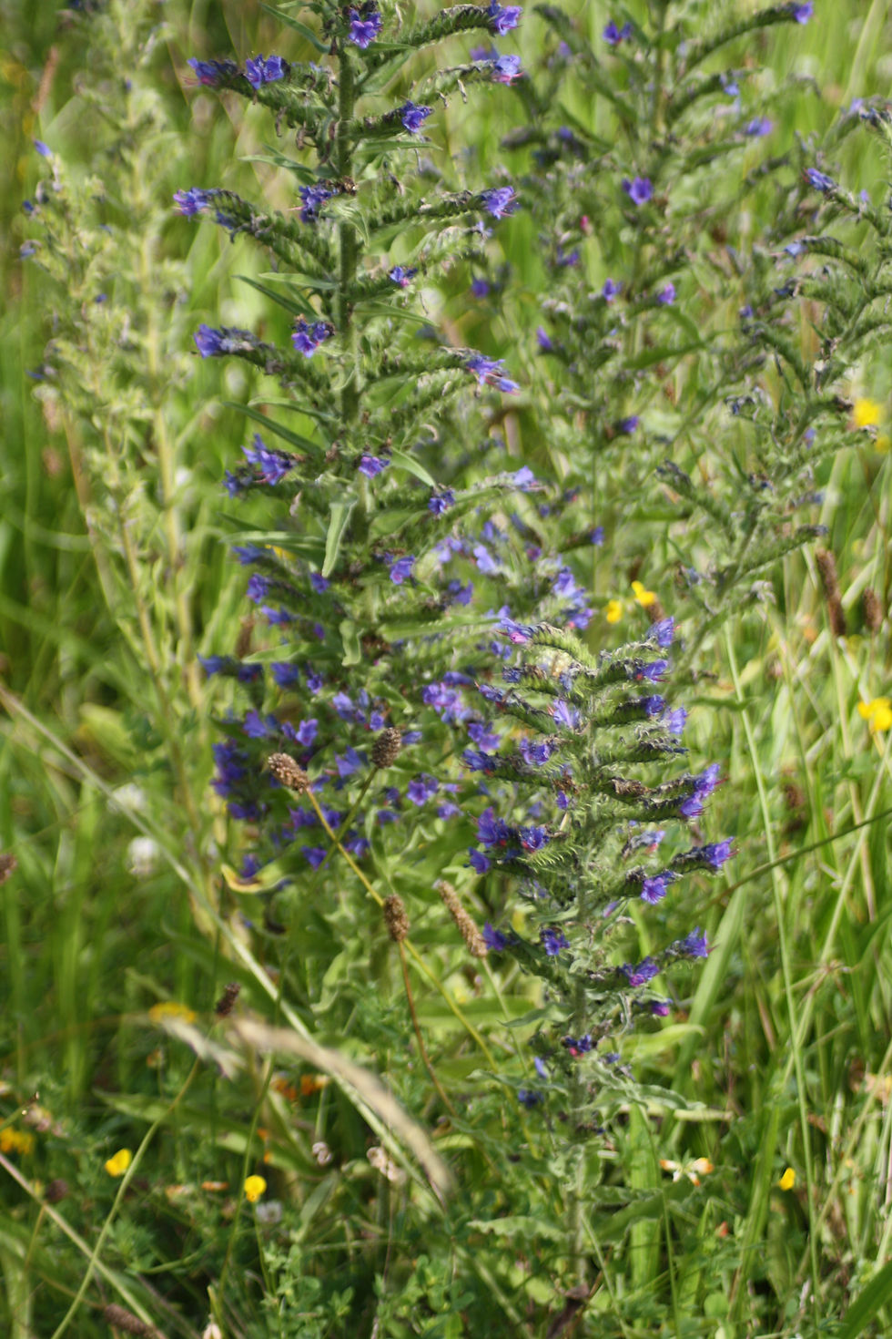 Thumbnail: Vipers Bugloss Seeds