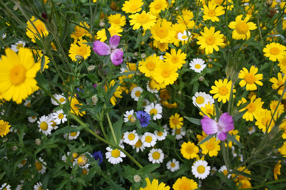 Thumbnail: Corn flower Seeds