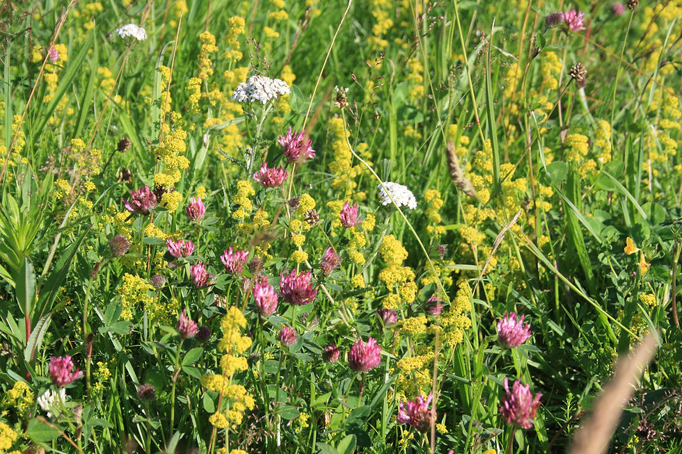 Thumbnail: Wild Flower Butterfly & Bee Seed Mix