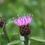 Thumbnail: Common Knapweed Seeds