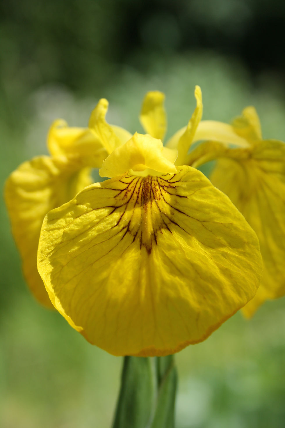 Thumbnail: Pond Plant Collection