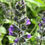 Thumbnail: Meadow Clary Seeds