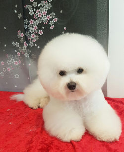 Nybadad och klippt av matte