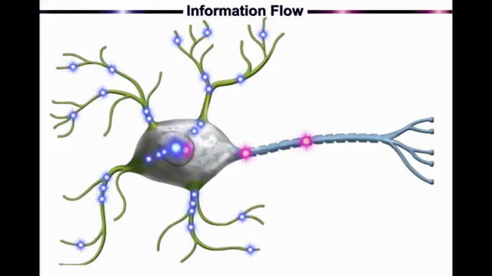 neuron