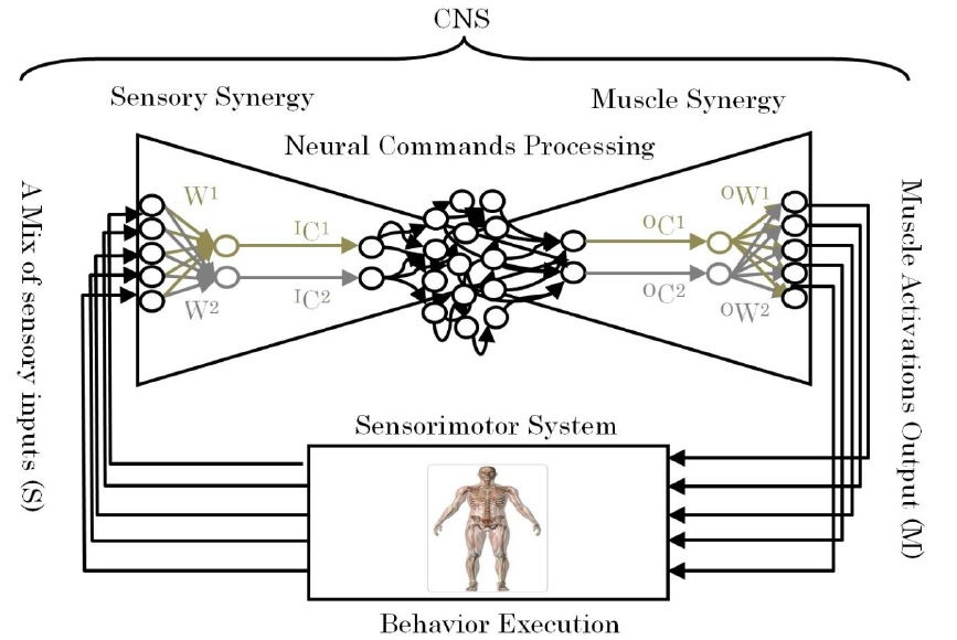 Conceptual model of a neural synergy