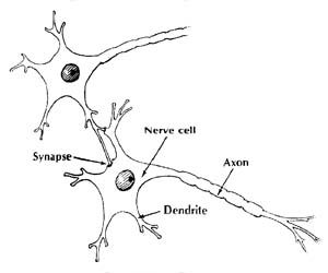 Bio-network
