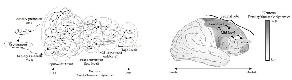 Brain modeling by MTRNN
