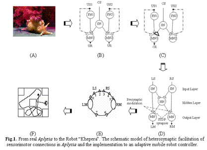 Aplysia-like controller