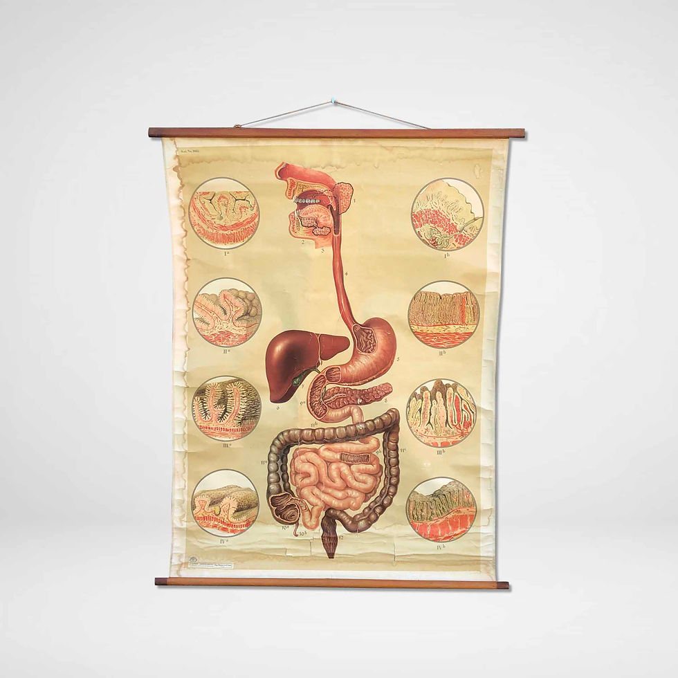 Vintage Map Kaart Poster Spijsvertering Maag Darmen Stomach Intestines Digestive Tract Deutsches Hygiene Museum Dresden