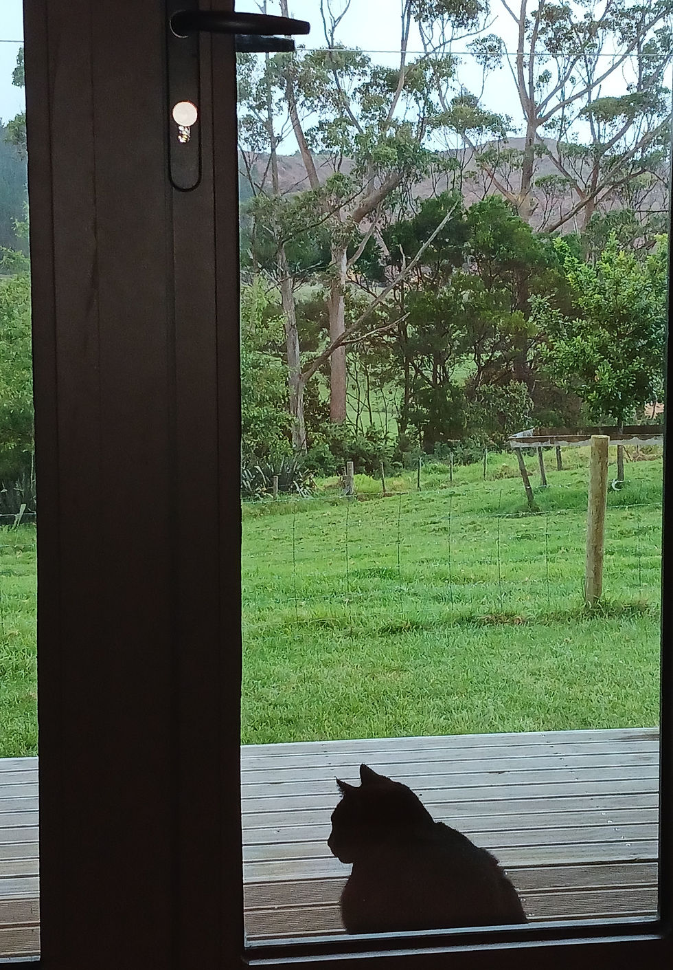 Zulea, the Master Teacher waiting ever so patiently for my attention.