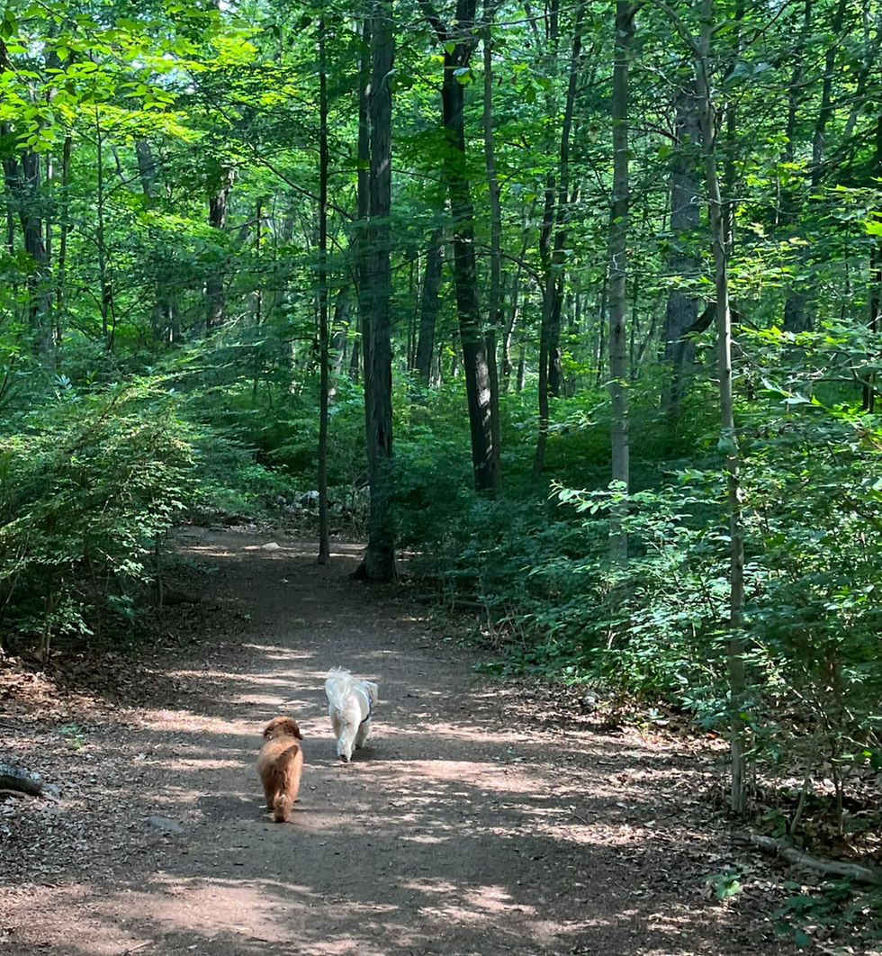 Dogs walking through woods