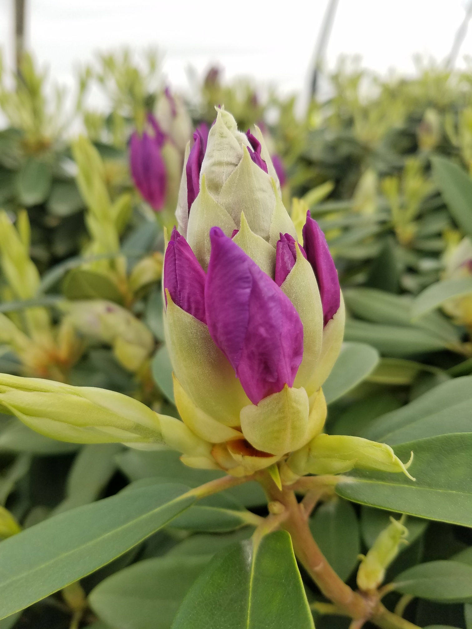 Rhododendron catawbiense ‘Boursault’  BOURSAULT RHODODENDRON