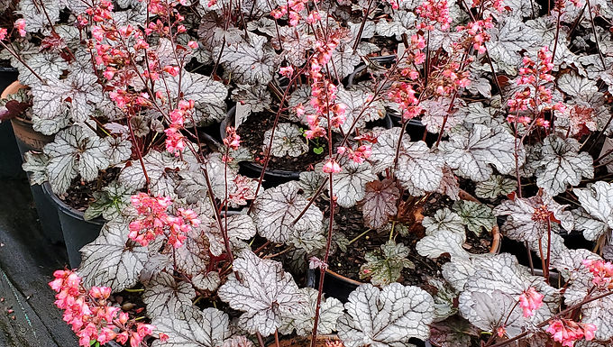 Heuchera 'Timeless Treasure' (PP 31,987) TIMELESS TREASURE CORAL BELLS