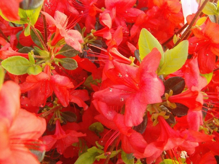 Thumbnail: Azalea gable 'Stewartstonian' STEWART'S AZALEA