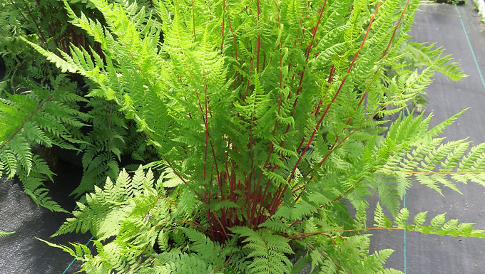 Athyrium felix-feminina 'Lady in Red'  LADY IN RED LADY FERN