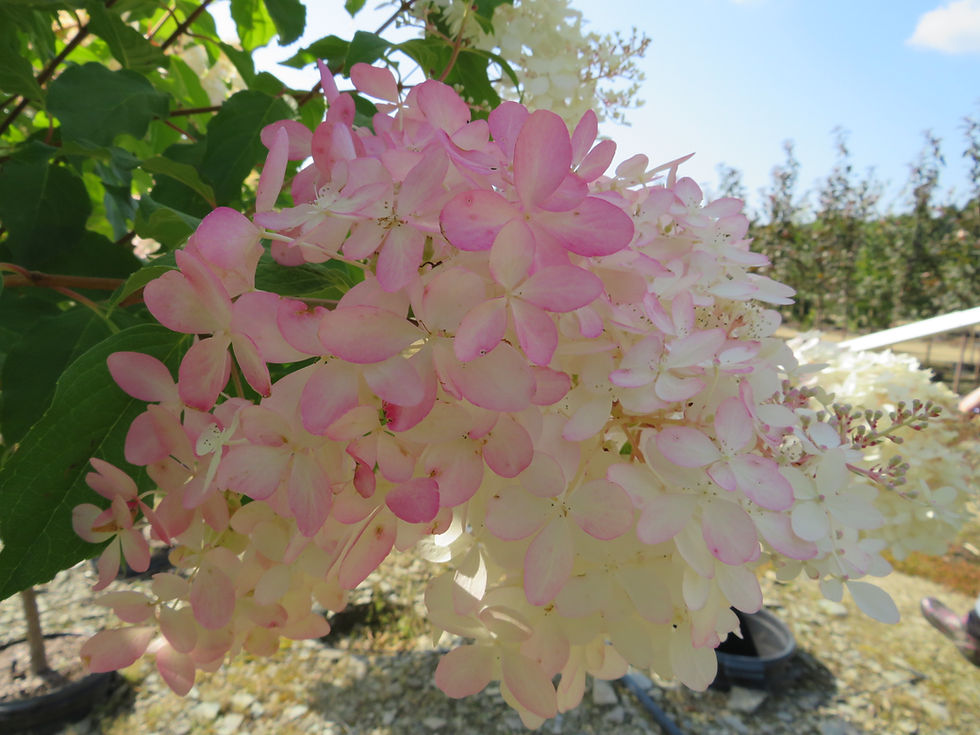 Thumbnail: Hydrangea paniculata 'Phantom' PHANTOM HYDRANGEA TREE