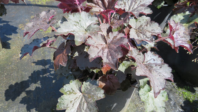 Heuchera americana 'Purple Palace' PURPLE PALACE CORAL BELLS