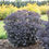 Thumbnail: Sedum 'Back in Black' (PP 33,632) ROCK 'N GROW® Series BACK IN BLACK STONECROP