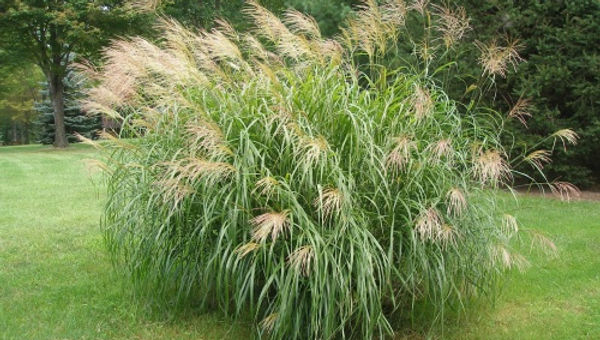 Miscanthus floridulus 'Giganteus' GIANT CHINESE SILVER GRASS
