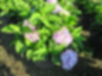 Thumbnail: Hydrangea macrophylla 'Bailmer' (PP 15,298) ENDLESS SUMMER® HYDRANGEA