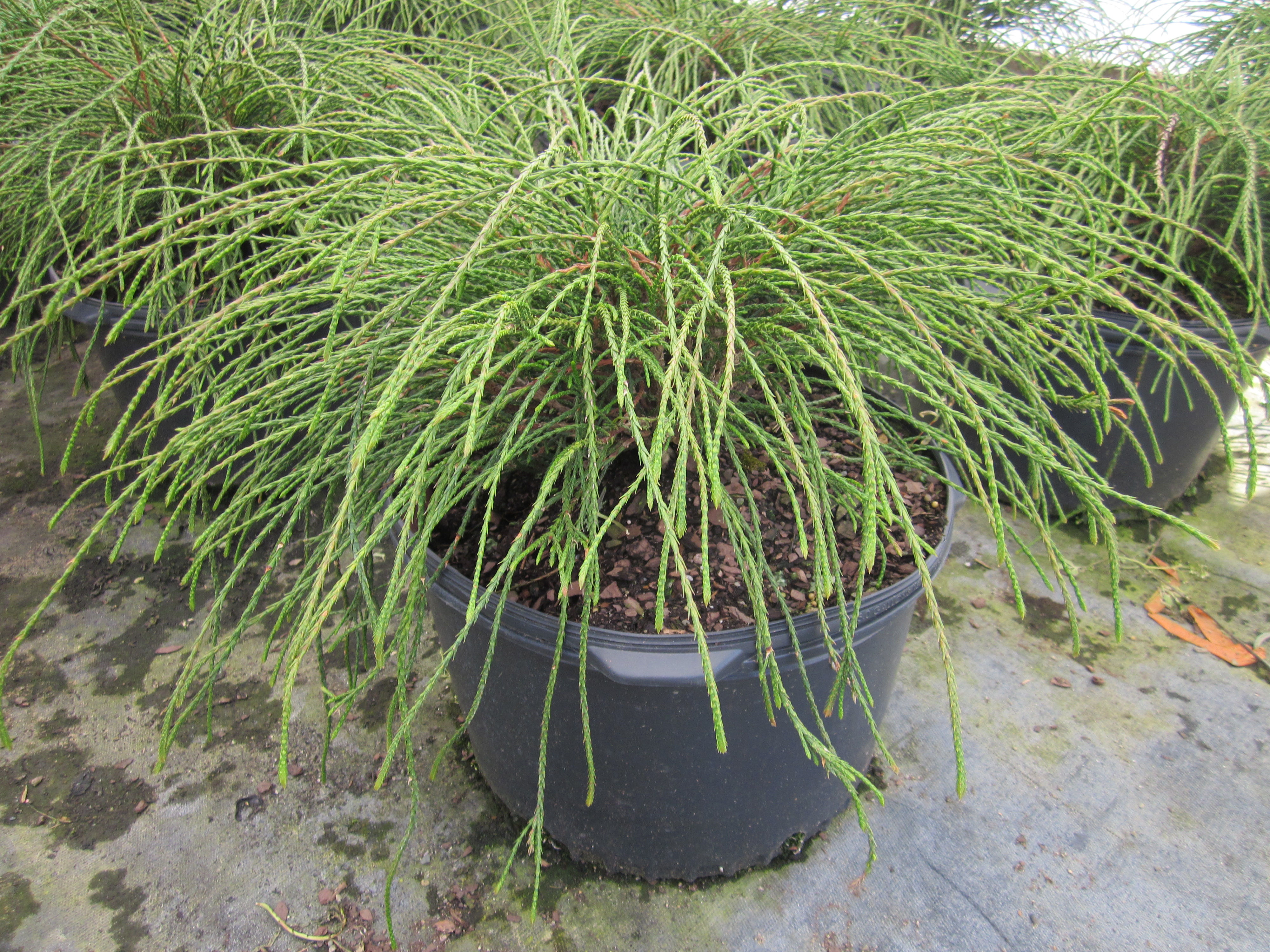 Thuja plicata 'Whipcord' WHIPCORD ARBORVITAE