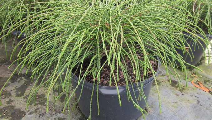 Thuja plicata 'Whipcord' WHIPCORD ARBORVITAE