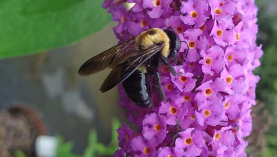 Buddleia 'Royal Red' ROYAL RED BUTTERFLY BUSH