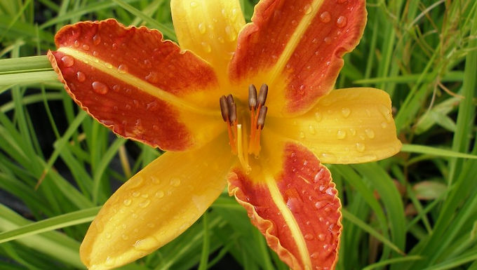 Hemerocallis 'Frans Hals FRANS HALS DAYLILY
