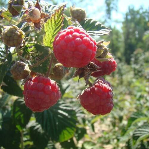 Rubus 'Prelude' PRELUDE RED RASPBERRY