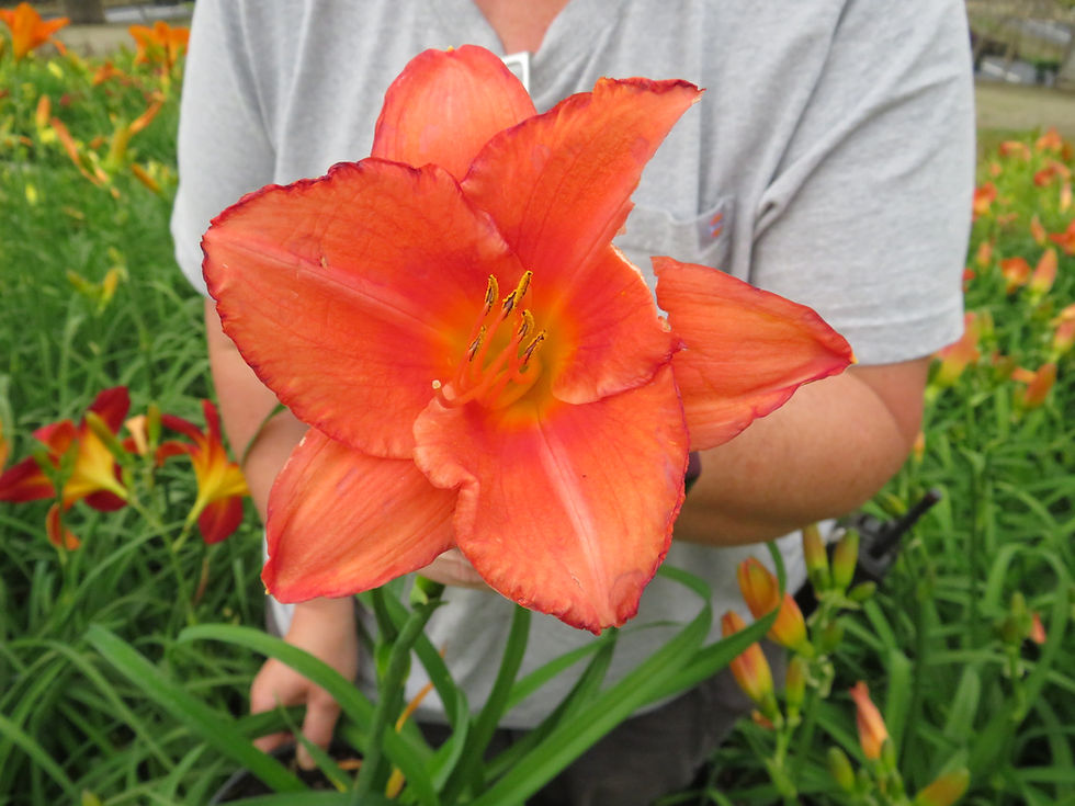 Thumbnail: Hemerocallis 'South Seas'  SOUTH SEAS DAYLILY