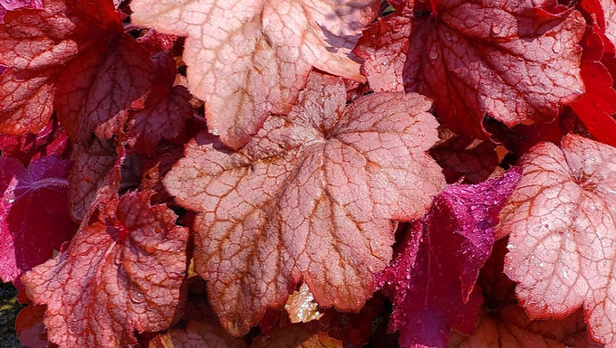 Heuchera 'Georgia Peach' GEORGIA PEACH CORAL BELLS