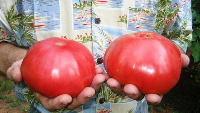 Tomato 'Mortage Lifter' MORTGAGE LIFTER TOMATO