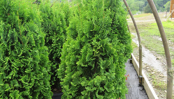 thuja-degroot-s-spire-degroot-s-spire-arborvitae