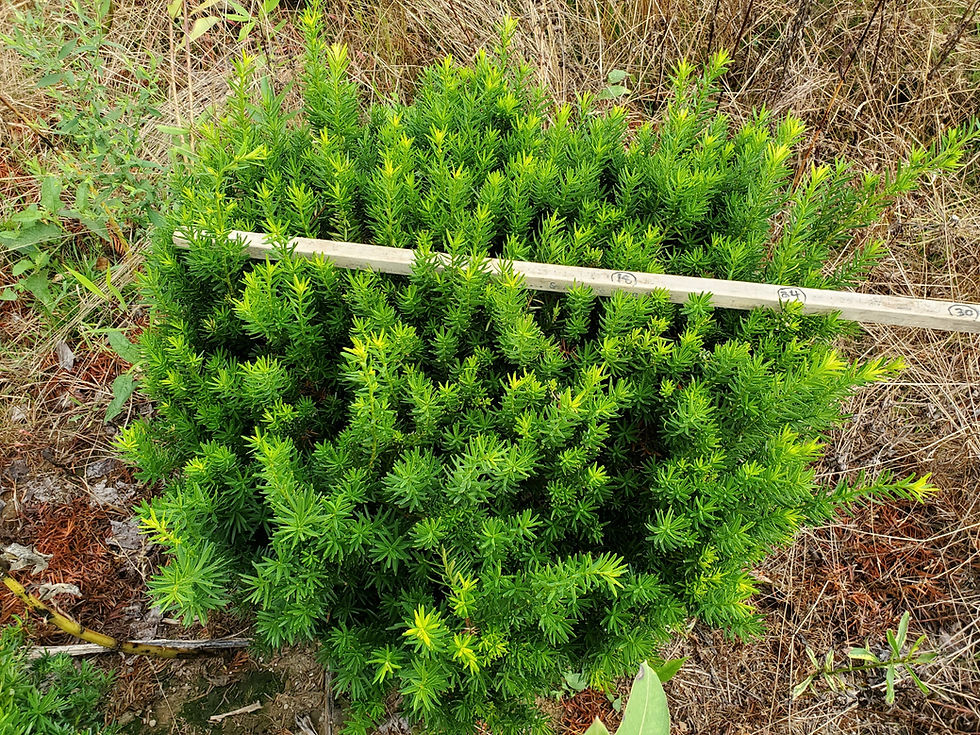 Thumbnail: Taxus media densiformis DENSIFORMIS SPREADING YEW