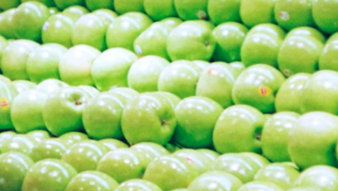 Malus 'Granny Smith' GRANNY SMITH APPLE