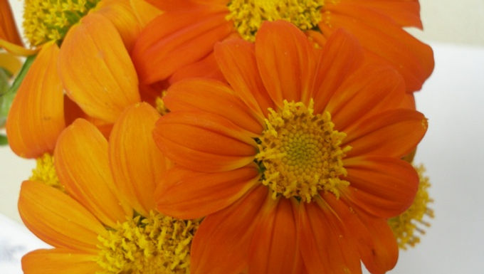 Tithonia rotundifolia 'Red Torch' RED TORCH MEXICAN SUNFLOWER