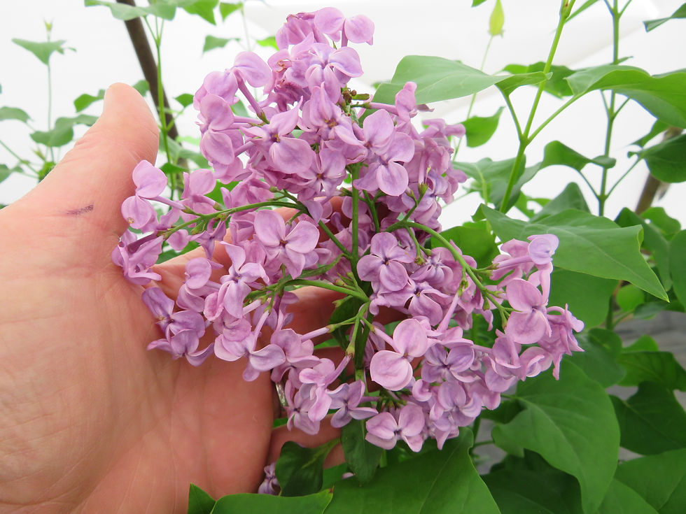 Thumbnail: Syringa x hyacinthiflora 'Pocahontas' POCAHONTAS LILAC